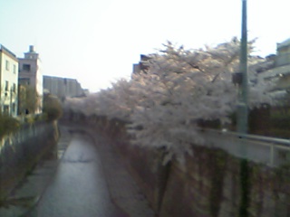 見えにくいですが、川沿い一面は桜の花びらで埋め尽くされています